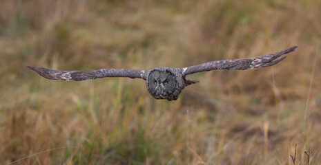 Great grey owl in Canada