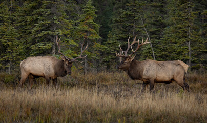 Bull elk in Jasper National Park
