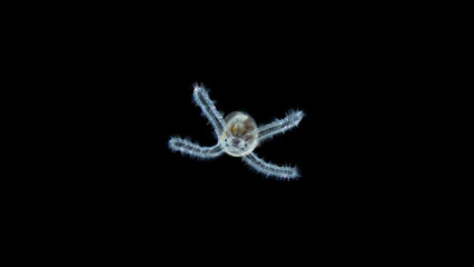 Larva of Mollusca veliger under the microscope, class Gastropoda. You can see four blades with cilia, thanks to which it floats in the water column. Black Sea