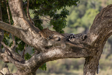 A leopard in a tree in Africa