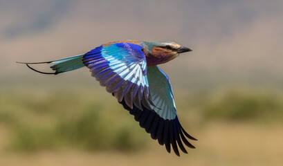 Lilac-breasted Roller in Africa 