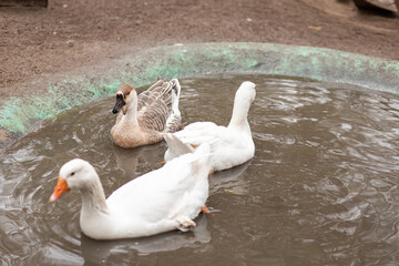 Geese swim in a small pond. Growing geese