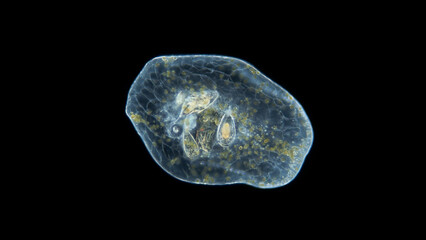 Worm Acoela under a microscope, class Turbellaria. One can see the statocyst: organ of balance and the perchyma, where food is digested. Indian Ocean