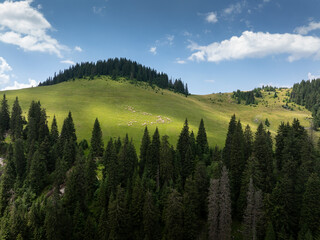 Flock of sheep on mountain hills. Aerial photo with a flock of sheep while moving from a lawn to others in the mountains during a summer day. Mountain farming and agriculture photo.