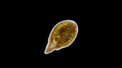 Acoela worm of Convolutidae family under a microscope, type Xenacoelomorpha. They have a symbiosis with algae. Red Sea