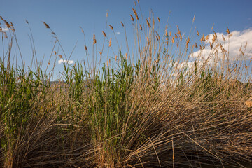 Obraz premium iztuzu Beach near Dalyan, in the Ortaca district of the Province of Mugla in southwestern Turkey
