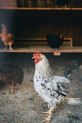 White and black speckled rooster with a red comb standing in a barnyard