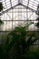 Glass greenhouse with lush greenery and diffused light, showcasing a serene environment