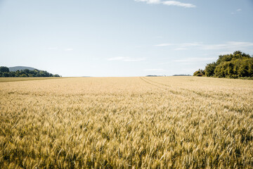 
A golden wheat field stretches endlessly towards the horizon, bathed in warm sunlight, creating a peaceful and expansive landscape.