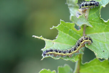 Caterpillars of large white butterfly (Pieris brassicae) strip the leaves.