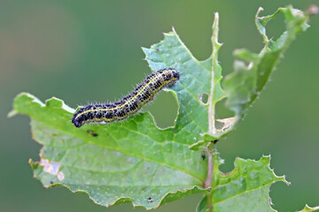 Caterpillars Pieris brassicae larva Cabbage White Butterfly on a damaged leaf.