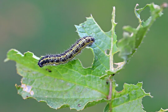 Caterpillars Pieris brassicae larva Cabbage White Butterfly on a damaged leaf.