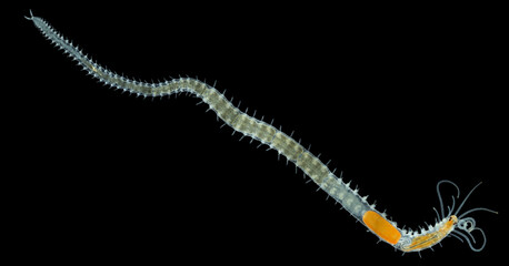 Worm family Syllidae under a microscope, Polychaeta class, in front of it has many palps with which predator is looking for prey. Indian Ocean