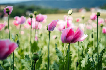 Fototapeta premium Close-up of pink poppy buds in the foreground swaying in the wind High quality photo