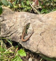 The Balkan green lizard (Lacerta trilineata) is a species of lizard in the Lacertidae family.