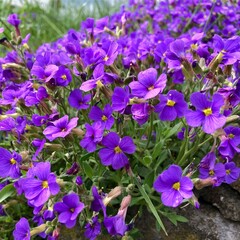 Beautiful spring violet flower. Nature background.