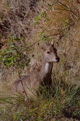 Himalayan Goral (Naemorhedus goral) or the Gray goral is a near threatened mammal of the Himalayas. This one is standing on a hillside in the Nainital area of Uttarakhand, India.