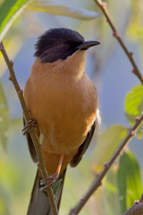 Rufous Sibia, (Heterophasia capistrata), perched close on a branch, Nainital area, Uttarakhand, India.
