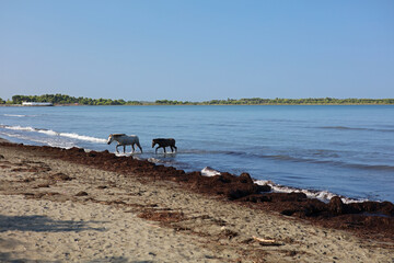 Horses cooling in the sea near Shengjin in Albania