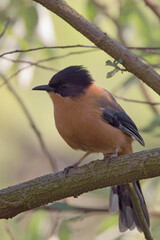 Rufous Sibia, (Heterophasia capistrata), perched in the shade on a branch, Nainital area, Uttarakhand, India.