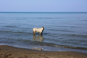 Horse cooling in the sea near Shengjin in Albania