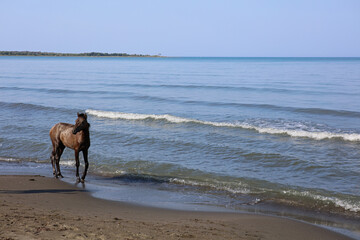 Horse cooling in the sea near Shengjin in Albania