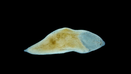 Flatworm Plagiostomum lemani under the microscope, class Turbellaria, Platyhelminthes Phylum. Lives...