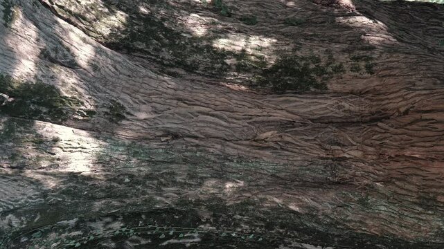 太陽の光が差し込む大木の根元【縦型動画】