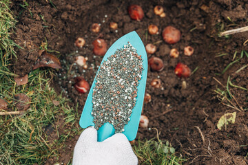 top dressing with granular fertilizer for spring bulbous plants when planting