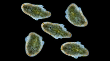 Muller larva of worm Polycladida under microscope, class Turbellaria. Kato stage, blades are...