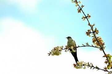 coucou sur un cerisier en fleurs.