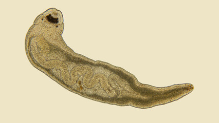 Obraz premium Worm Tetrastemma sp. under a microscope, phylum Nemertea, family Tetrastemmatidae. Vast majority of predators, also scavengers. Black Sea