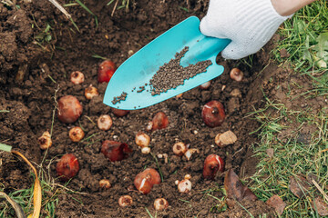 top dressing with granular fertilizer for spring bulbous plants when planting