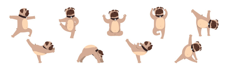 Pug Dog Stand in Yoga Pose and Asana Vector Set