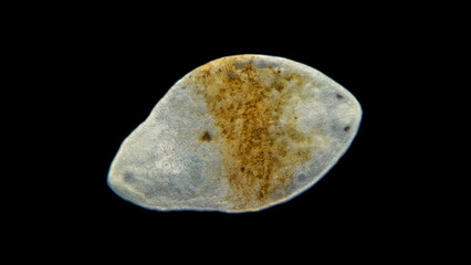 worm Turbellaria under a microscope. Red Sea