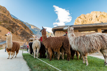 Alpacas and llamas in the traditional village of Ollantaytambo in Cusco, Peru © JuanLuis