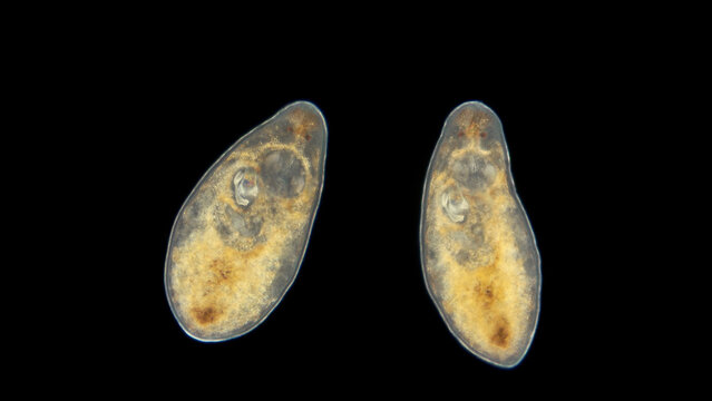 Worm Turbellaria under a microscope, a type of flatworms are free-living, but there are also parasites.
