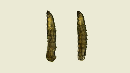 Worm-shaped larva under a microscope, order Diptera.
