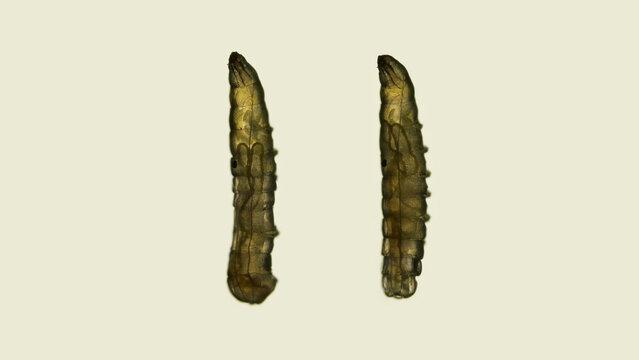 Worm-shaped larva under a microscope, order Diptera.