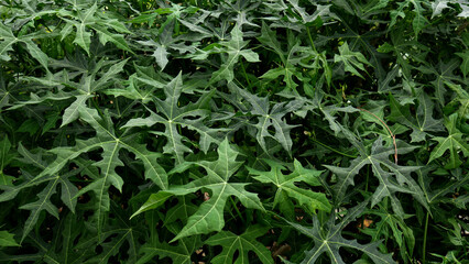 Fresh green mini papaya leaves dominate this photo, featuring clear lobes and veins on each leaf.