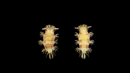 Young millipede Polyxenus lagurus under a microscope, belongs to the class Diplopoda, prefers a moderately moist and dry environment. Dwell in moss, under the trunks of old trees, on the ground in