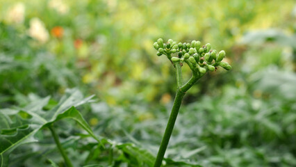 A mini papaya bud still in the green bud stage stands tall with a background of lush green papaya leaves.