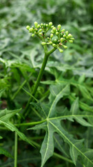 Close-up a fresh green bud from the mini papaya plant is clearly visible in this photo, surrounded by bright green papaya leaves.