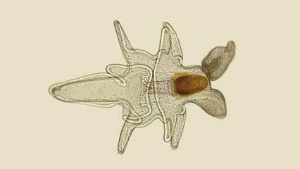 Larva starfish Asteroidea under the microscope, at the Bipinnaria stage, the next stage is...