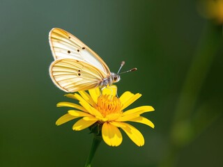 Obraz premium - Delicate butterfly perched on a bright yellow flower, insect photography, yellow rudbeckia, colorful insects