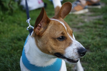 jack russell terrier