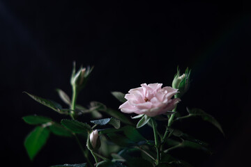 pink rose on black background