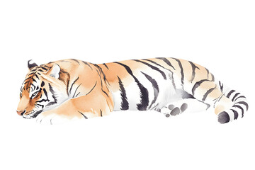Fototapeta premium Tiger watercolor illustration isolated on white background