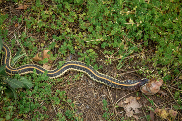 Garter snake on the ground attempting to eat a large toad in the summer. 