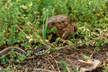Garter snake with a toad in the grass in summer.